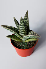 Aloe Variegata Tiger Aloe özel tür sukulent 8.5 cm saksıda - Görsel 3