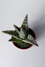 Aloe Variegata Tiger Aloe özel tür sukulent 8.5 cm saksıda - Görsel 4