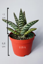 Aloe Variegata Tiger Aloe özel tür sukulent 8.5 cm saksıda - Görsel 5