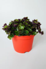 Callisia Repens (Turtle Vine)