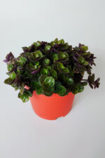 Callisia Repens (Turtle Vine) – Dekoratif Sarkan Ev Bitkisi - Görsel 2