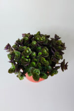 Callisia Repens (Turtle Vine) – Dekoratif Sarkan Ev Bitkisi - Görsel 4