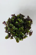 Callisia Repens (Turtle Vine) – Dekoratif Sarkan Ev Bitkisi - Görsel 3