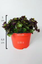 Callisia Repens (Turtle Vine) – Dekoratif Sarkan Ev Bitkisi - Görsel 5