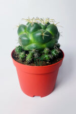 Coryphantha Elephantidens