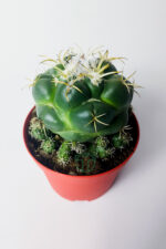 Coryphantha Elephantidens nadir kaktüs bol yavrulu 8.5 cm kırmızı saksıda - Görsel 2