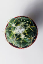 Coryphantha Elephantidens nadir kaktüs bol yavrulu 8.5 cm kırmızı saksıda - Görsel 3