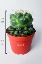 Coryphantha Elephantidens nadir kaktüs bol yavrulu 8.5 cm kırmızı saksıda - Görsel 4