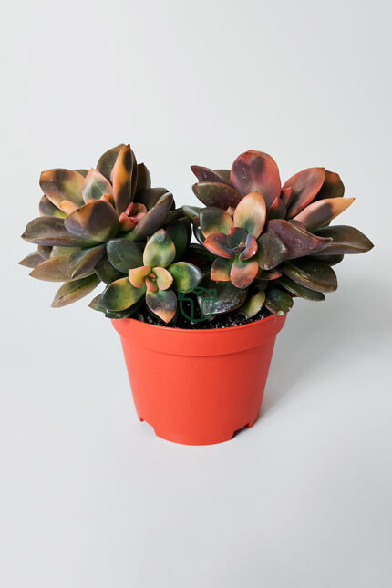 Echeveria Chroma Variegata