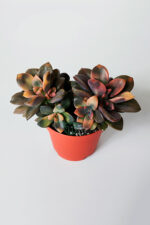 Echeveria Chroma Variegata – Koleksiyonluk Renkli Sukulent - Görsel 2