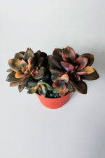 Echeveria Chroma Variegata – Koleksiyonluk Renkli Sukulent - Görsel 3