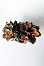 Echeveria Chroma Variegata – Koleksiyonluk Renkli Sukulent - Görsel 4