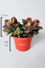 Echeveria Chroma Variegata – Koleksiyonluk Renkli Sukulent - Görsel 5
