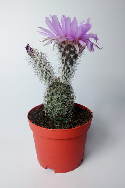 echinocereus pectinatus