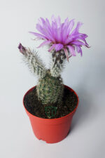 Echinocereus Pectinatus dekoratif ve dayanıklı kaktüs çicekli - Görsel 2