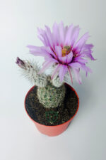 Echinocereus Pectinatus dekoratif ve dayanıklı kaktüs çicekli - Görsel 3
