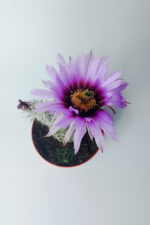 Echinocereus Pectinatus dekoratif ve dayanıklı kaktüs çicekli - Görsel 4