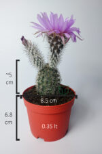 Echinocereus Pectinatus dekoratif ve dayanıklı kaktüs çicekli - Görsel 5