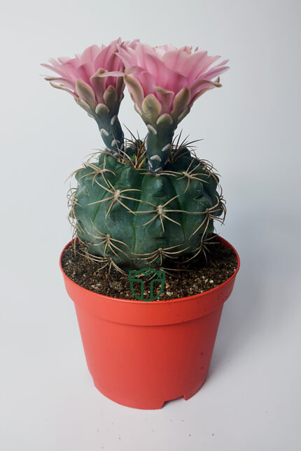 Gymnocalycium Baldianum çiçek açan nadir kaktüs