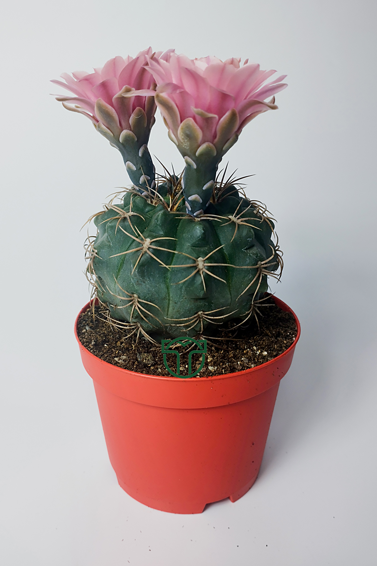 gymnocalycium-baldianum-cicek-acan-nadir-kaktus-kolay-bakim-canli-renkler-01 Gymnocalycium Baldianum çiçek açan nadir kaktüs