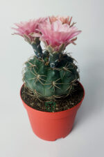 Gymnocalycium Baldianum - çiçek açan nadir kaktüs - kolay bakım - canlı renkler - 8.5 cm saksıda - Görsel 2