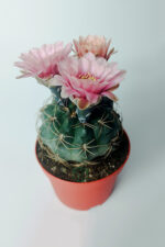 Gymnocalycium Baldianum - çiçek açan nadir kaktüs - kolay bakım - canlı renkler - 8.5 cm saksıda - Görsel 3