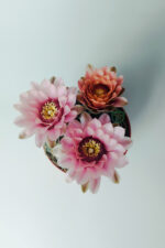 Gymnocalycium Baldianum - çiçek açan nadir kaktüs - kolay bakım - canlı renkler - 8.5 cm saksıda - Görsel 4