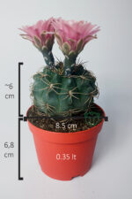 Gymnocalycium Baldianum - çiçek açan nadir kaktüs - kolay bakım - canlı renkler - 8.5 cm saksıda - Görsel 5