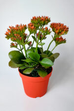 Kalanchoe Blossfeldiana