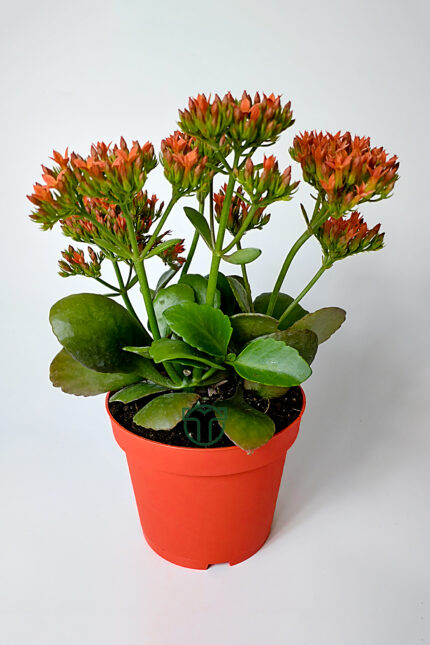Kalanchoe Blossfeldiana