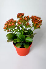 Kalanchoe Blossfeldiana çiçek açan sukulent Flaming Katy 12 cm saksıda - Görsel 2