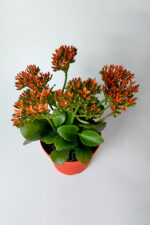 Kalanchoe Blossfeldiana çiçek açan sukulent Flaming Katy 12 cm saksıda - Görsel 3