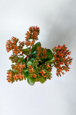 Kalanchoe Blossfeldiana çiçek açan sukulent Flaming Katy 12 cm saksıda - Görsel 4