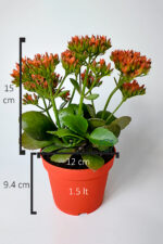 Kalanchoe Blossfeldiana çiçek açan sukulent Flaming Katy 12 cm saksıda - Görsel 5