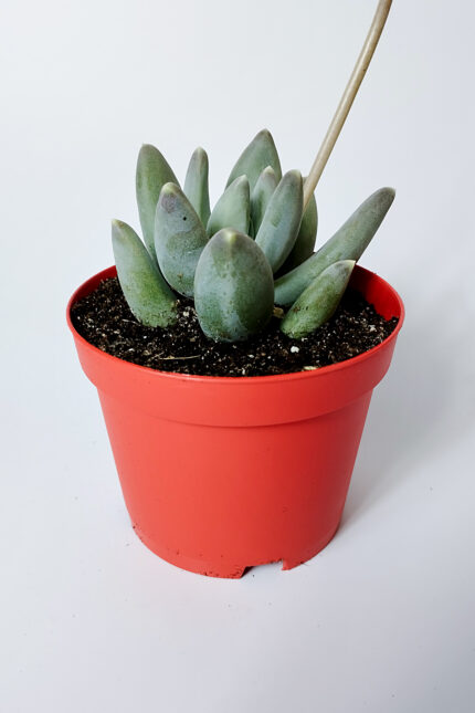 pachyphytum diamond