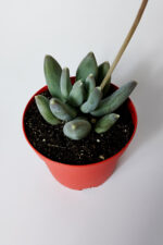 Pachyphytum Diamond dekoratif etli yapraklı sukulent 8.5 kırmızı saksıda - Görsel 2