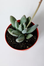 Pachyphytum Diamond dekoratif etli yapraklı sukulent 8.5 kırmızı saksıda - Görsel 3