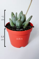 Pachyphytum Diamond dekoratif etli yapraklı sukulent 8.5 kırmızı saksıda - Görsel 5