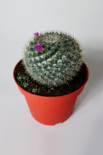 Yaşlı Kadın Kaktüsü (Mammillaria Hahniana) – kolay bakım, küçük çiçekler 8.5 cm saksıda - Görsel 2