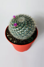 Yaşlı Kadın Kaktüsü (Mammillaria Hahniana) – kolay bakım, küçük çiçekler 8.5 cm saksıda - Görsel 3