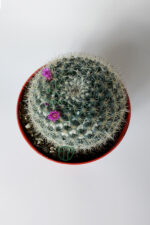 Yaşlı Kadın Kaktüsü (Mammillaria Hahniana) – kolay bakım, küçük çiçekler 8.5 cm saksıda - Görsel 4