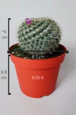 Yaşlı Kadın Kaktüsü (Mammillaria Hahniana) – kolay bakım, küçük çiçekler 8.5 cm saksıda - Görsel 5