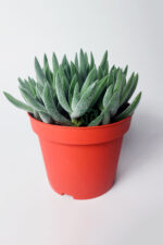 crassula mesembryanthemoides