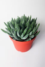 Crassula Mesembryanthemoides tüylü yapraklı özel tür sukulent - Görsel 2