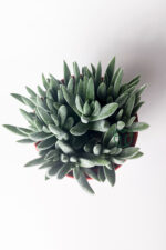 Crassula Mesembryanthemoides tüylü yapraklı özel tür sukulent - Görsel 3