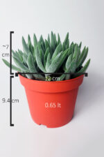 Crassula Mesembryanthemoides tüylü yapraklı özel tür sukulent - Görsel 4
