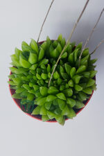 Haworthia Cymbiformis – Şeffaf yapraklı büyük boy sukulent - Görsel 3