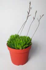 Haworthia Cymbiformis – Şeffaf yapraklı büyük boy sukulent - Görsel 4
