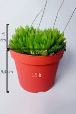 Haworthia Cymbiformis – Şeffaf yapraklı büyük boy sukulent - Görsel 5
