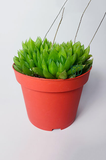 haworthia cymbiformis